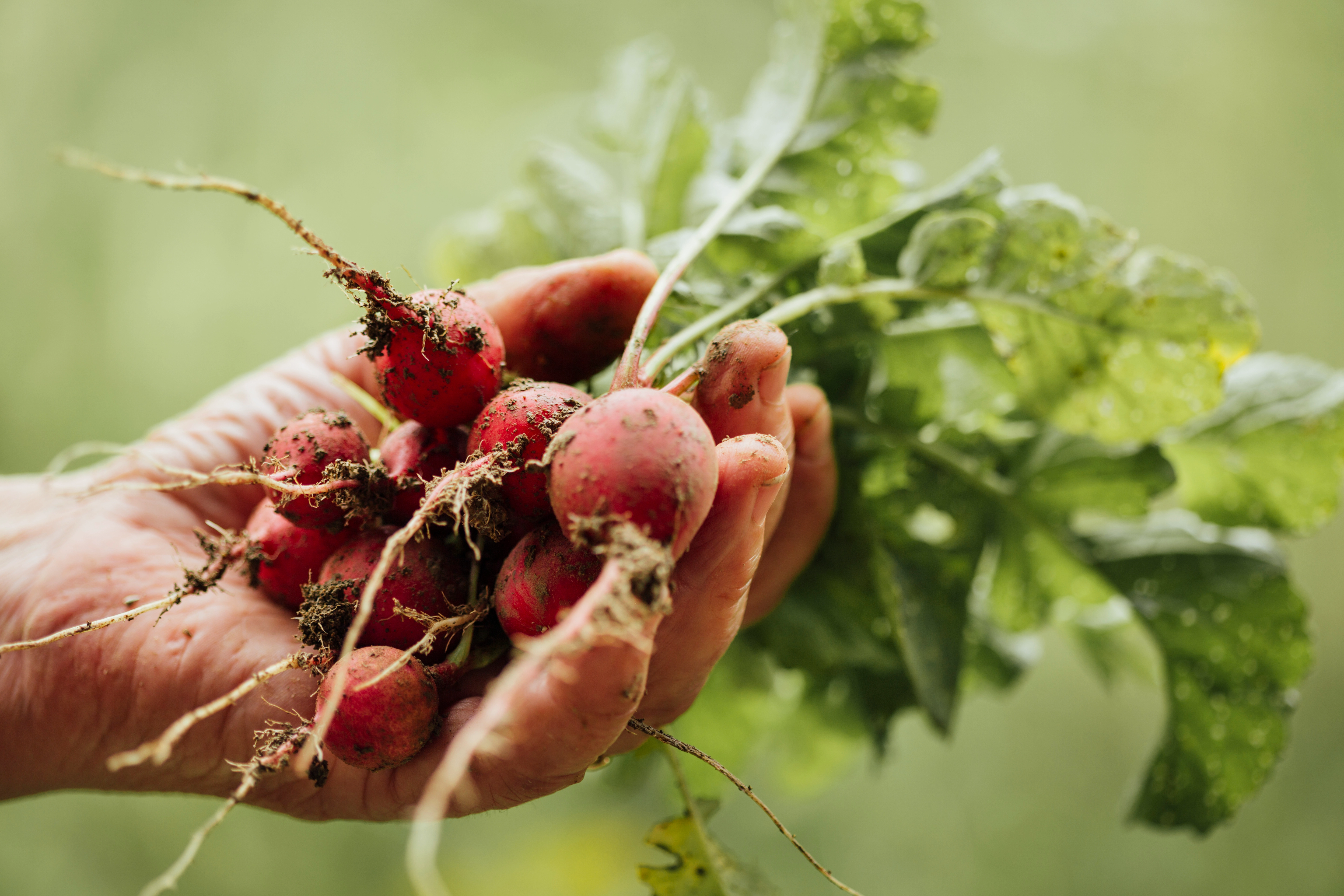 beetroot seed